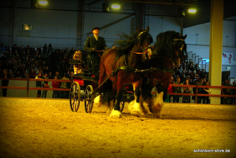 Shire Horse Gespann
